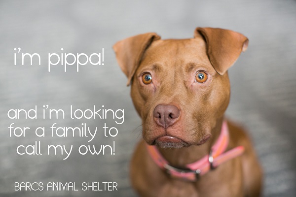 © tPoz Photography | adorable adoptable small Pit bull from BARCS