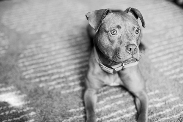 © tPoz Photography | adorable adoptable small  mixed breed from BARCS