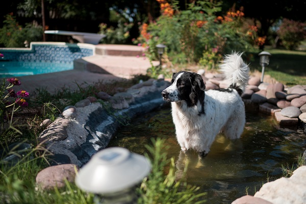 © Anna Smith Photography | Daily Dog Tag | dog-in-pond-inspired by him