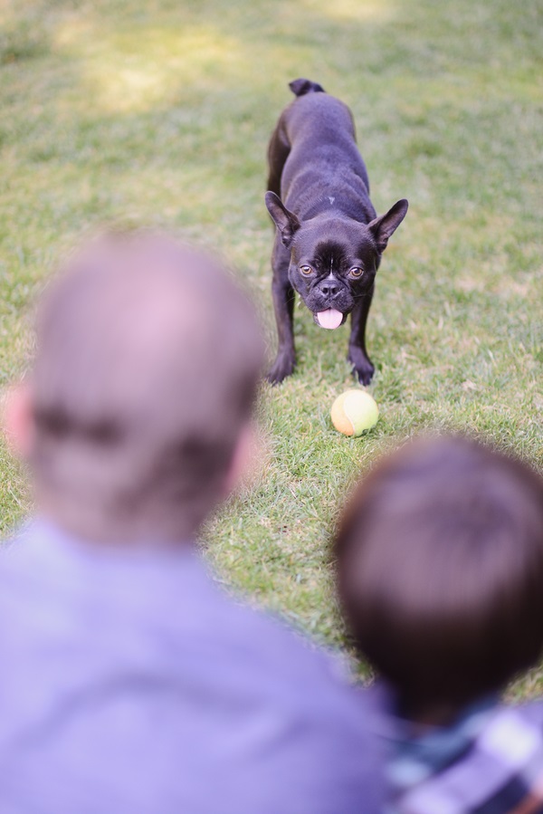 © Annie Tao Photography | Boston Terrier with ball and family, professional portraits of dog and family