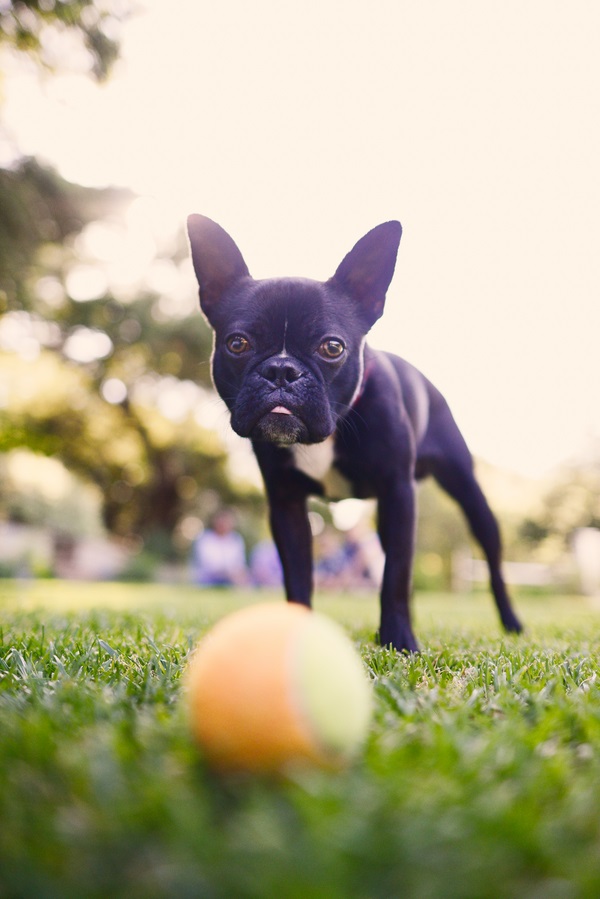 © Annie Tao Photography | lifestyle photographer, family dog pictures, Boston Terrier with ball