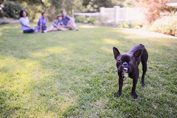 © Annie Tao Photography | lifestyle dog photography, Boston Terrier with family in background, low depth of field 