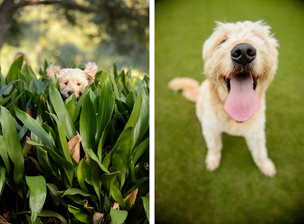 © Eye Wander Photo | funny dog photos, mixed breed dog at park, lifestyle-pet-portraits