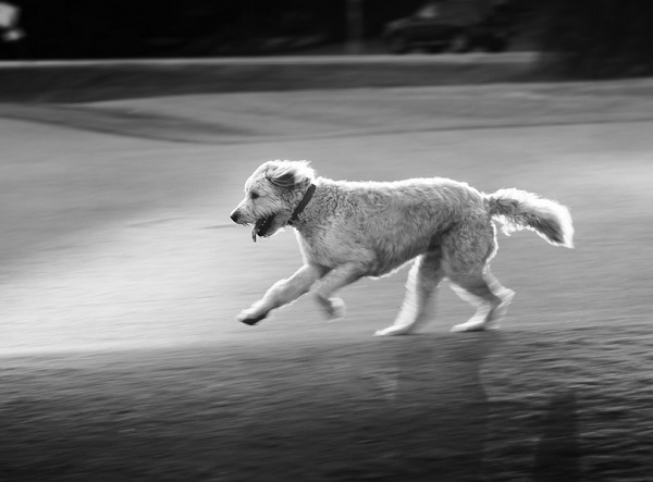 © Eye Wander Photo | black white portrait of dog running
