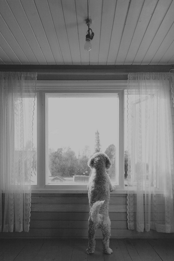 © Toast Photos | lifestyle pet photography, Dog looking out window