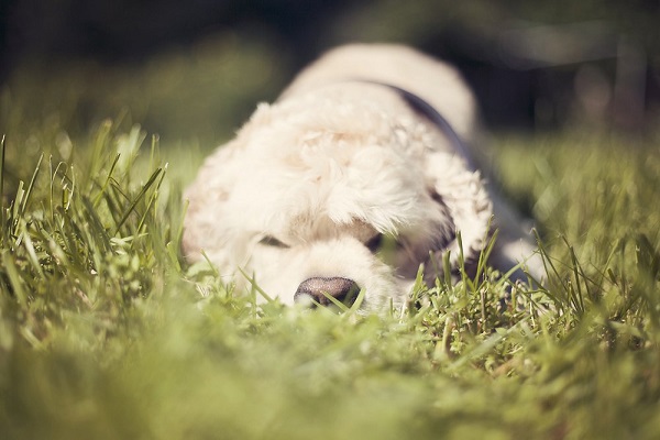 © Toast Photos, | Cocker Spaniel lifestyle photography, Cocker Spaniel puppy photos