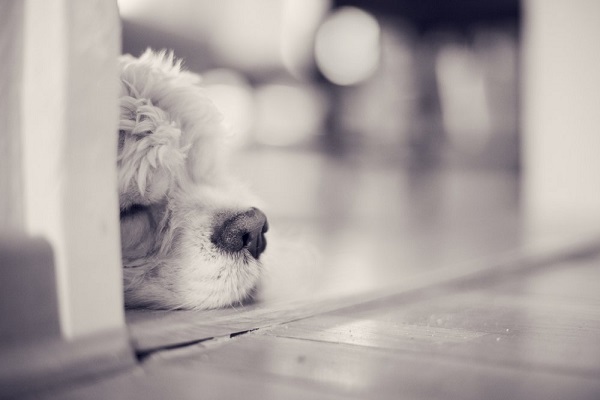 © Toast Photos | sleeping Cocker Spaniel, on location dog photography