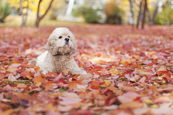 © Toast Photos | gorgeous fall leaves, dog, on location pet photography