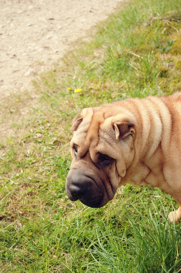 © Catharine Noble Photography | Handsome Shar Pei