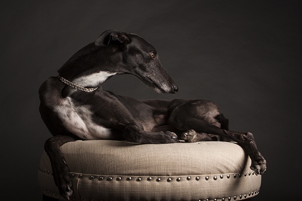 © Angel Sallade Photography | greyhounds-studio-photography, graceful-dog, 