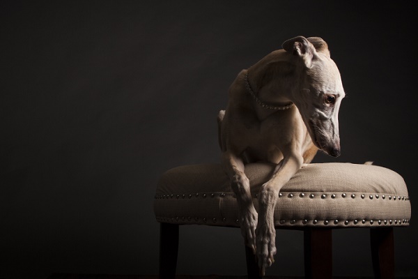 © Angel Sallade Photography | graceful greyhound, studio shots-sighthounds, greyhound-model, ballerina
