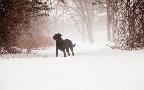 © Kathryn Schauer Photography | winter dog portraits, Black Lab in snow, soft winter image
