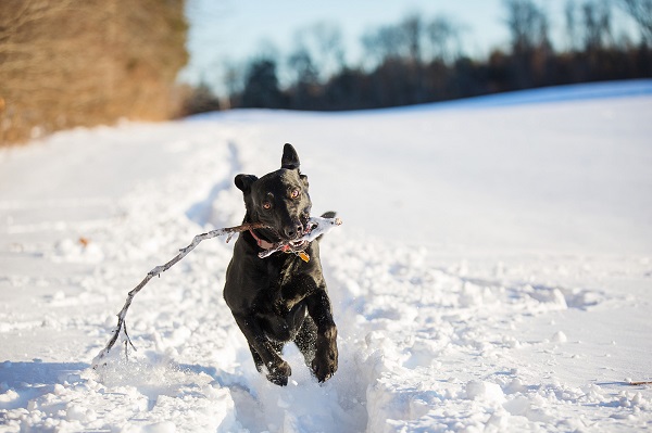 © Kathryn Schauer Photography | Fetching!, Black Lab playing Fetch in snow, stick loving dog