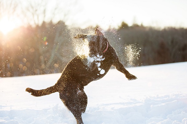 © Kathryn Schauer Photography | photos-of-snow-loving-dogs, on location dog photography