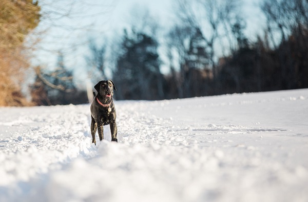 © Kathryn Schauer Photography | pictures-of-dogs-in-snow, Black-Lab-in-snow