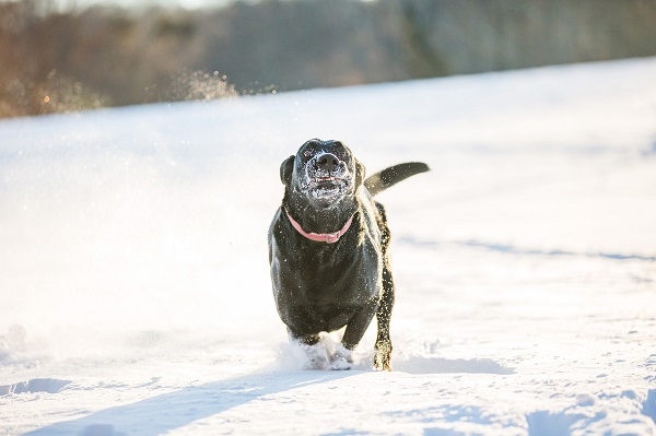 © Kathryn Schauer Photography | goofy Black Lab portrait, Lab running in snow