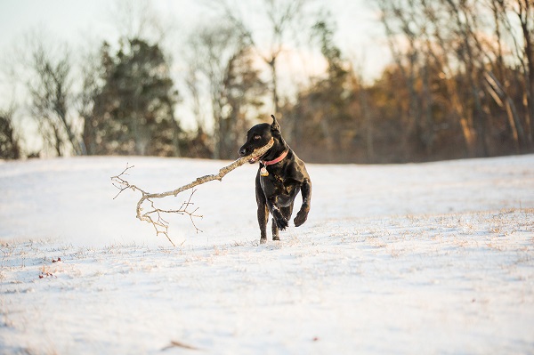 © Kathryn Schauer Photography |Stick!  Fetching!, Black Lab playing Fetch in snow, stick loving dog, dog-with-big-stick