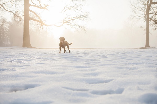 © Kathryn Schauer Photography | stunning dog photography, dog in snow 