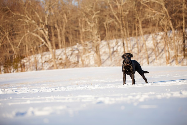 © Kathryn Schauer Photography | lifestyle pet photography, Black Lab in covered  field, photos of snow loving dogs