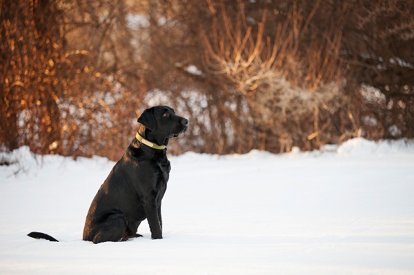 © Kathryn Schauer Photography  | Handsome Labrador winter photos, snow dog