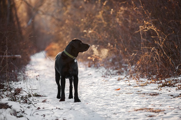 © Kathryn Schauer Photography | Winter Images, handsome dog in winter, Dog-breath-in-winter, 