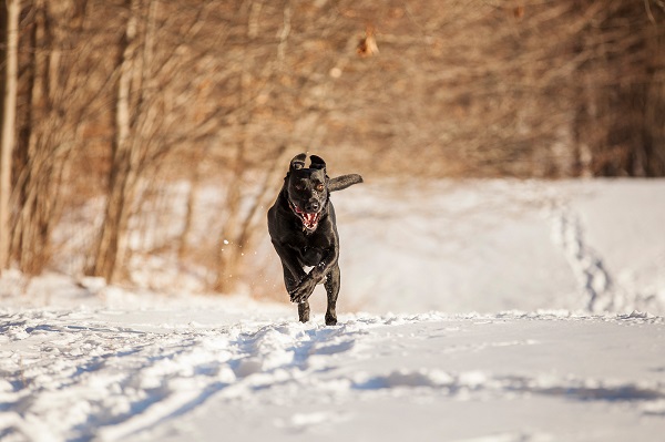 © Kathryn Schauer Photography | pictures of dog loving snow, dog playing in snow