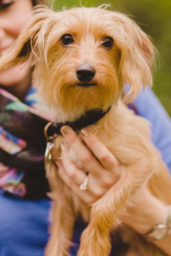 © Maria Sharp Photography |Dorkie, Dachshund-Yorkie-mixed breed, dog in engagement pictures