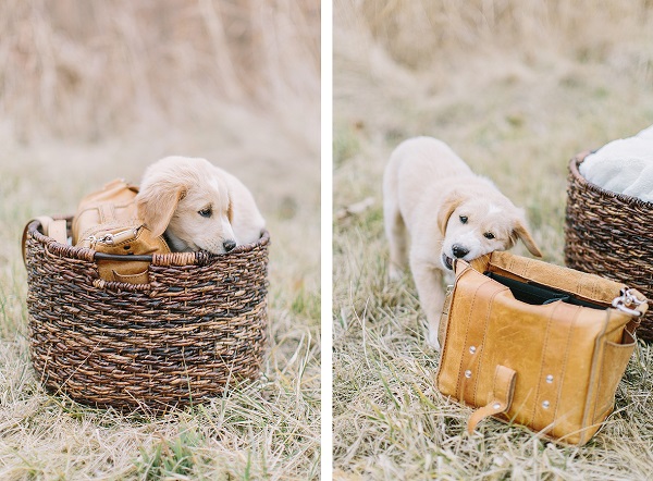 © Megan Thiele Studios | Yellow-Labrador/Golden-Retriever -mixed-breed-puppy in basket, puppy chewing on camera bag,