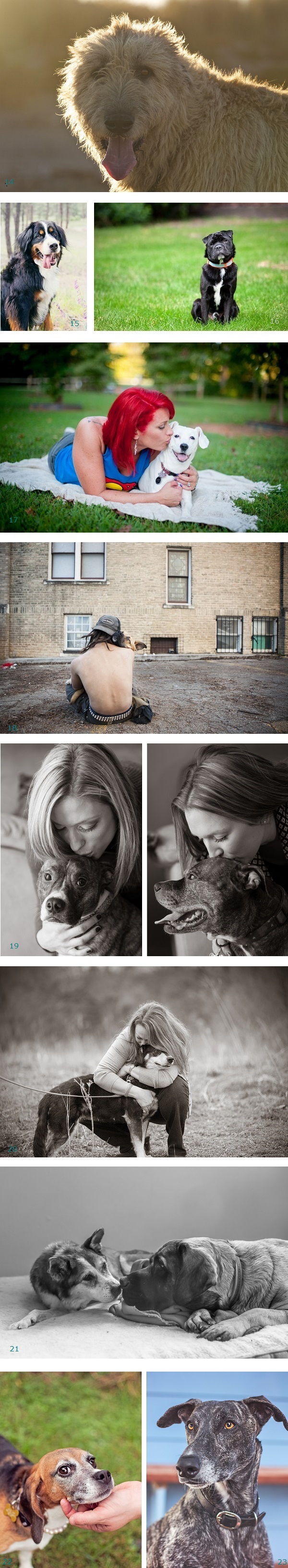 Pawsitively Amazing dogs: cancer survivor, homeless, pit bull ambassadors, therapy dogs, 