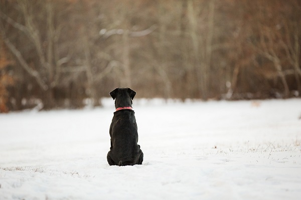 © Kathryn Schauer Photography | Waiting-For-Friends, Black-dog-sitting-in-field, red-collar, snow dog photography