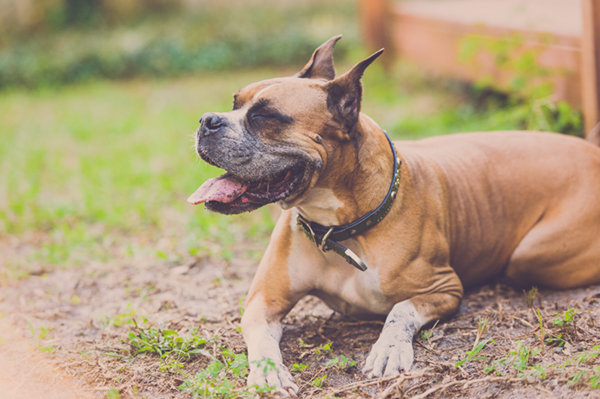 © Hot Dog! Pet Photography | happy-dog, Brown-Boxer-laying-in-dirt