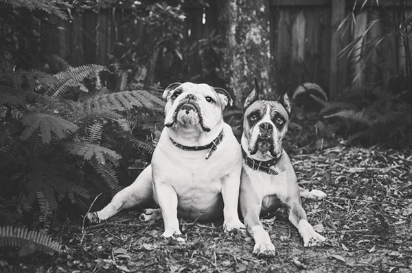 © Hot Dog! Pet Photography | Best Buddies, Lifestyle-dog-photography, English-Bulldog, Boxer