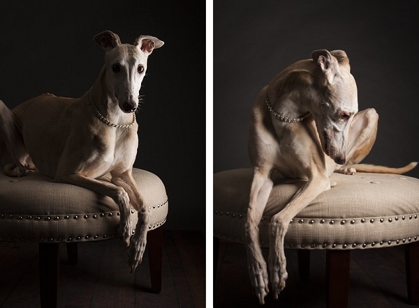 © Angel Sallade Photography | greyhounds-in-the-studio, graceful greyhound, studio-pet-portraits