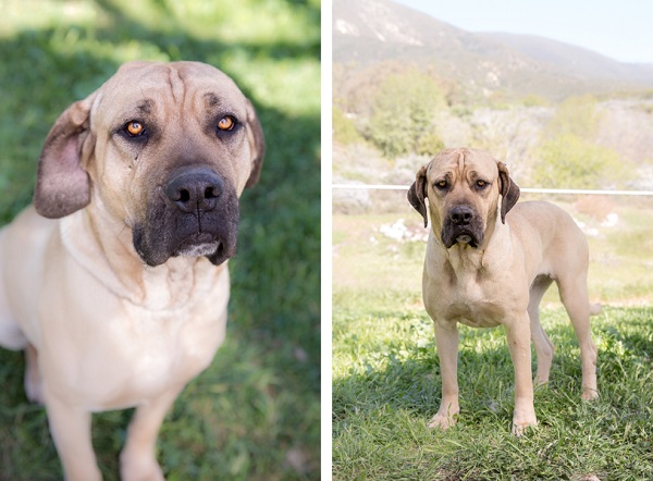 © RDP PhoDOGraphy | Adoptable Mastiff mix, dog-adoption-photography