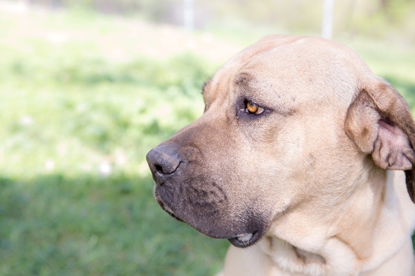 © RDP PhoDOGraphy | Cricket-adoptable-Mastiff-mix, San Bernardino Great Pyrenees Association of Southern California Rescue