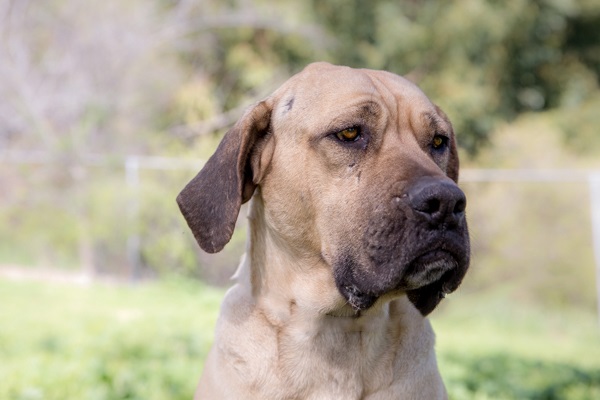 © RDP PhoDOGraphy | Mastiff  Boerboel looking for forever home, dog-adoption-photos