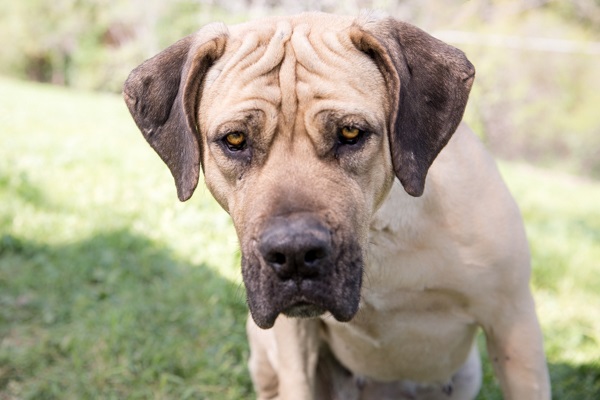 © RDP PhoDOGraphy | Boerboel looking for her forever home | dog-adoption-photos