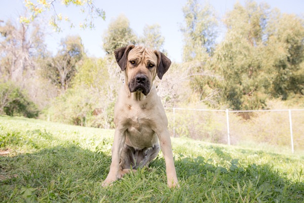 © RDP PhoDOGraphy | Adoptable-Mastiff, Dog-portraits