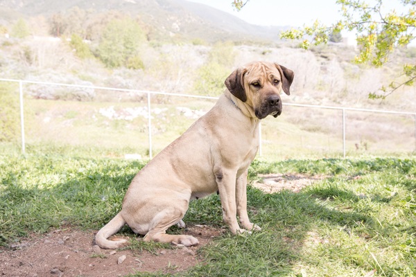 © RDP PhoDOGraphy |Cricket-adoptable-Mastiff-mix, San Bernardino Great Pyrenees Association of Southern California Rescue