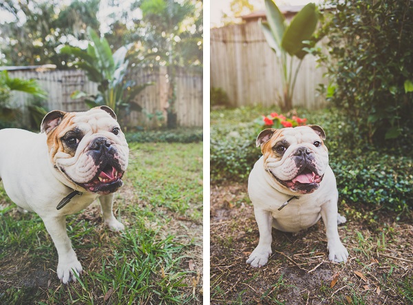 © Hot Dog! Pet Photography | Orlando-lifestyle-dog-photography-white-brown-English-Bulldog