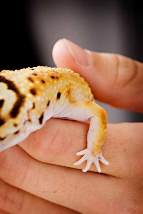 © Alice G Patterson Photography | leopard gecko foot up close, Syracuse-reptile-photography, Syracuse herpetology 