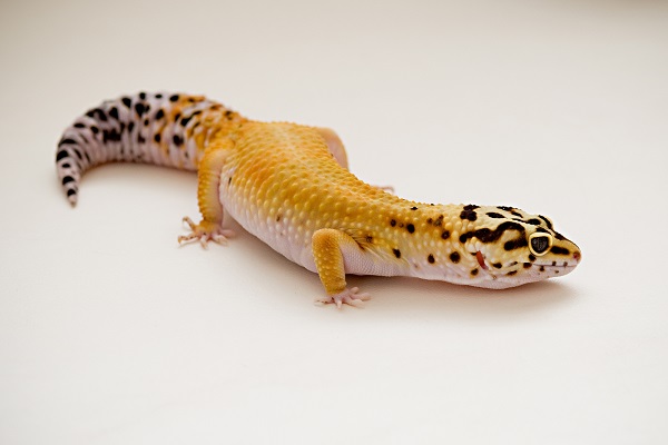 © Alice G Patterson Photography | Leopard Gecko, Syracuse-pet-photography, Syracuse reptile photographer