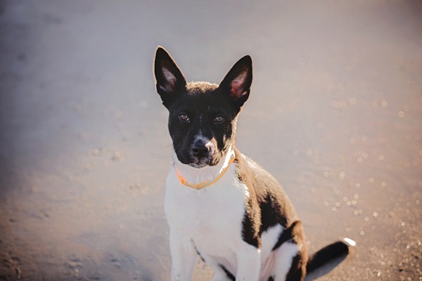 © Brooke Ashley Photography |lifestyle-family-puppy-photography, Savannah-on-location-dog-portraits, beach puppy