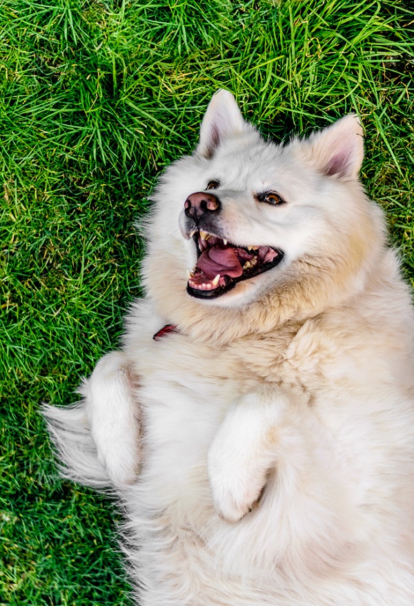 © Lebolo Photography  | White Husky Alsatian  mix, happy dog on grass