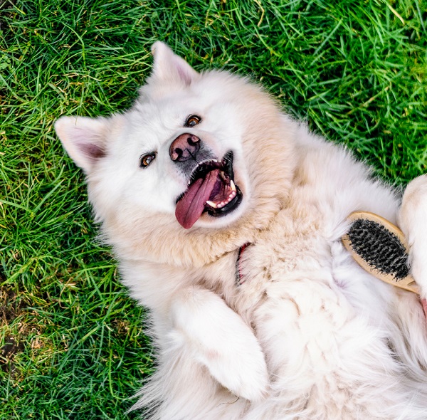 © Lebolo Photography  | White Husky Alsatian  mixed breed lying on grass with brush, dog on back, tongue out