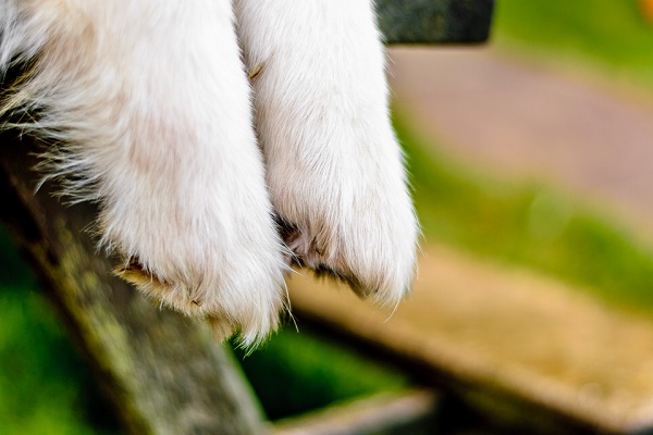 © Lebolo Photography  | White Husky Shepherd  mixed breed, dog paws