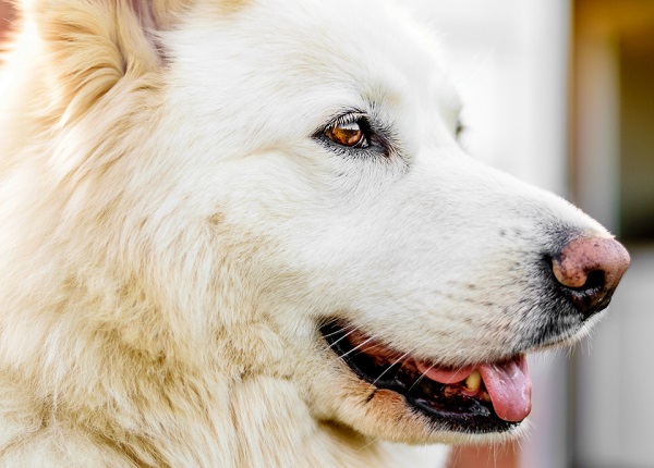 © Lebolo Photography  | White Husky Shepherd mix, lifestyle-dog-photographer