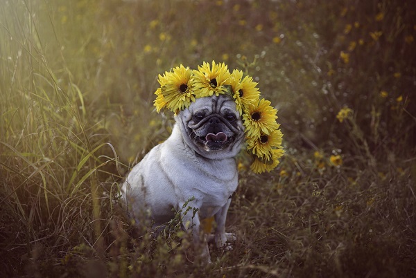 sunflower dog tag