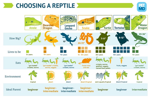 Infographic-reptile-care