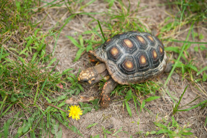 Happy Tails: Tato, the Red Footed Tortoise #ReptileCare - Daily Dog Tag